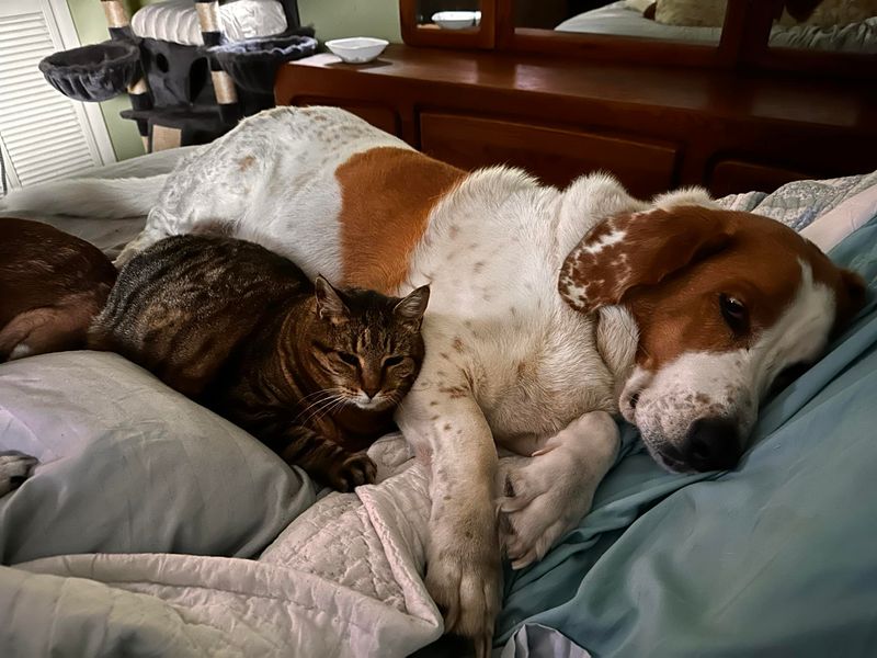 Basset Hound