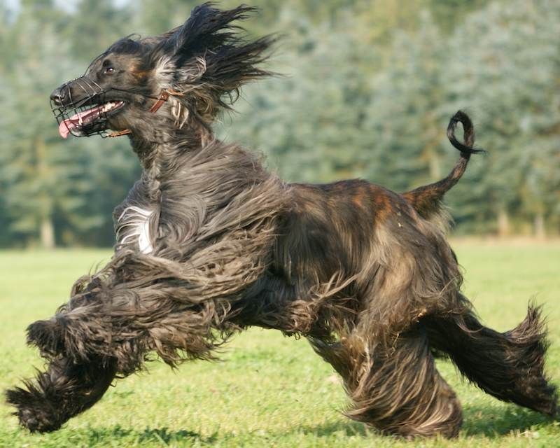 Afghan Hound