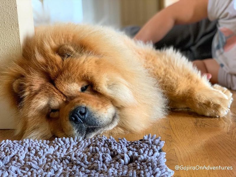 Chow Chow