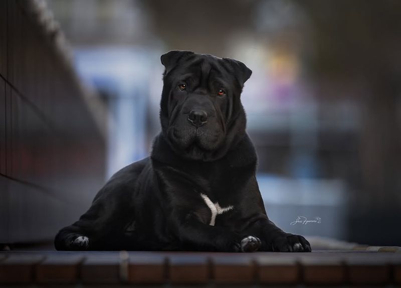 Shar-Pei