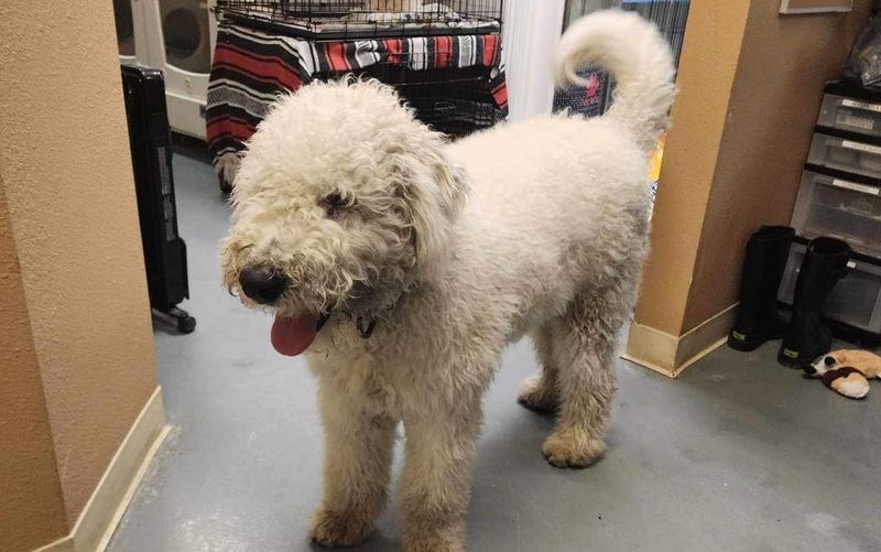 Komondor