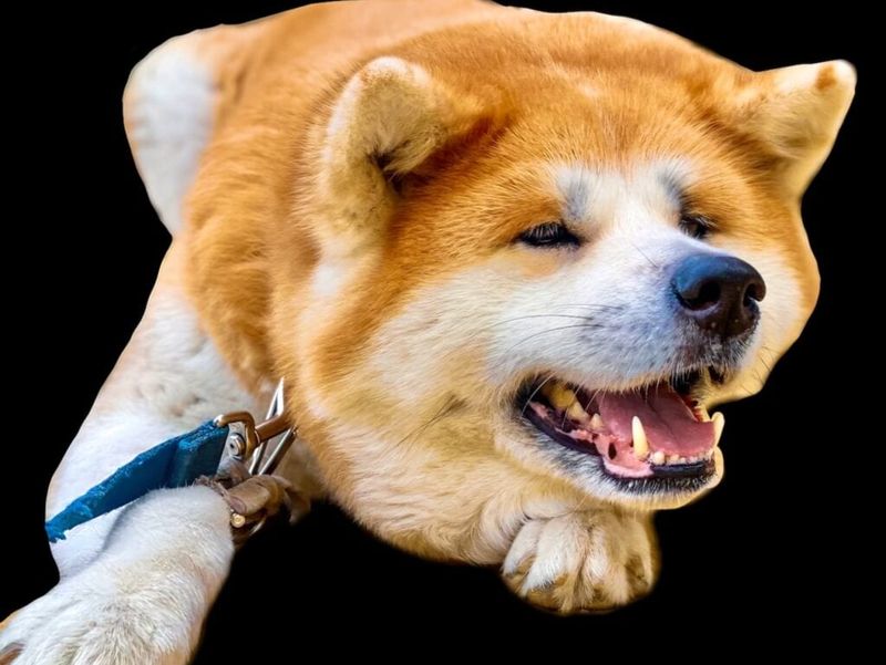 Akita Inu