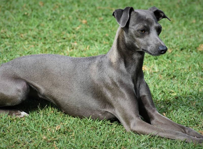 Italian Greyhound