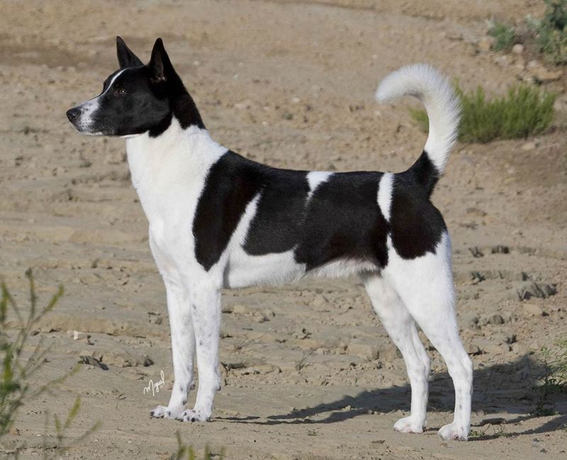 Canaan Dog
