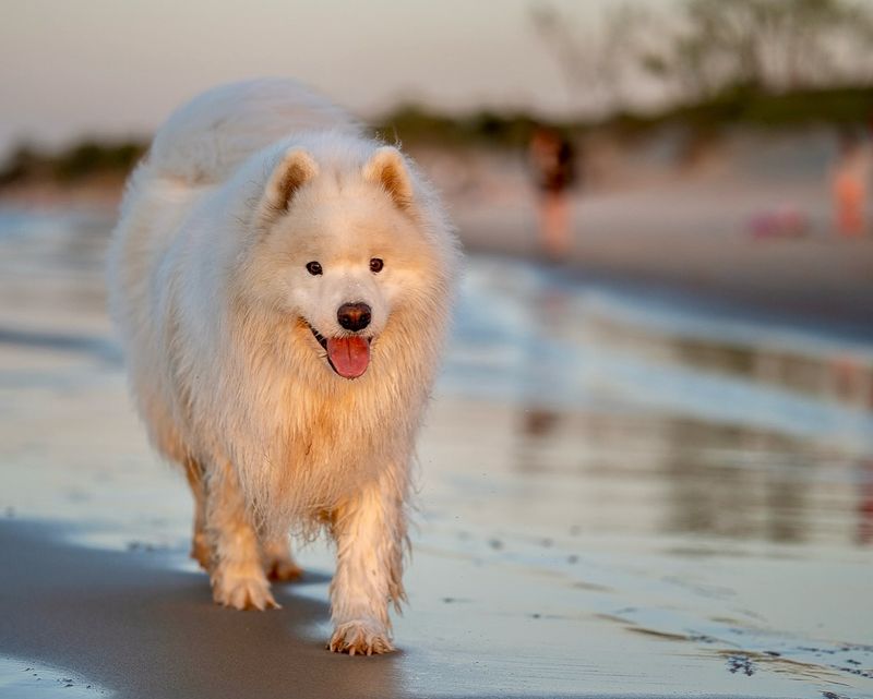 Samoyed
