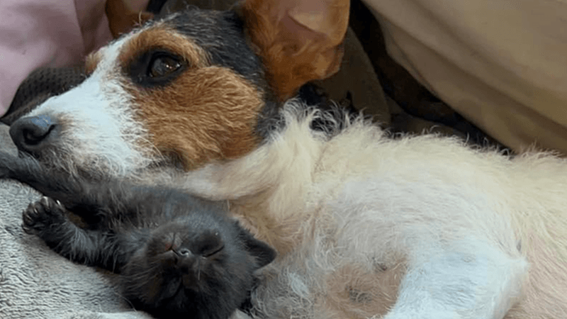 Jack Russell Terrier