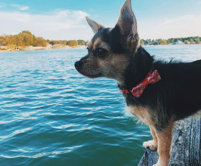 Chorkie