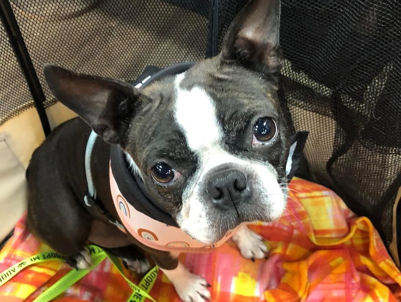 Boston Terrier