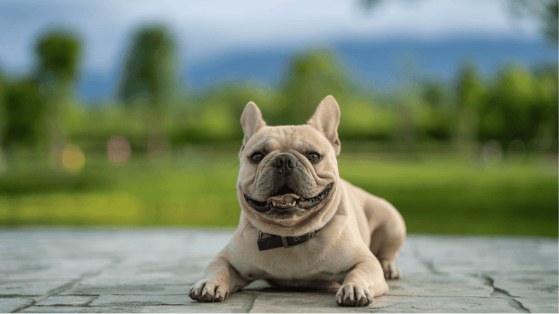 French Bulldog
