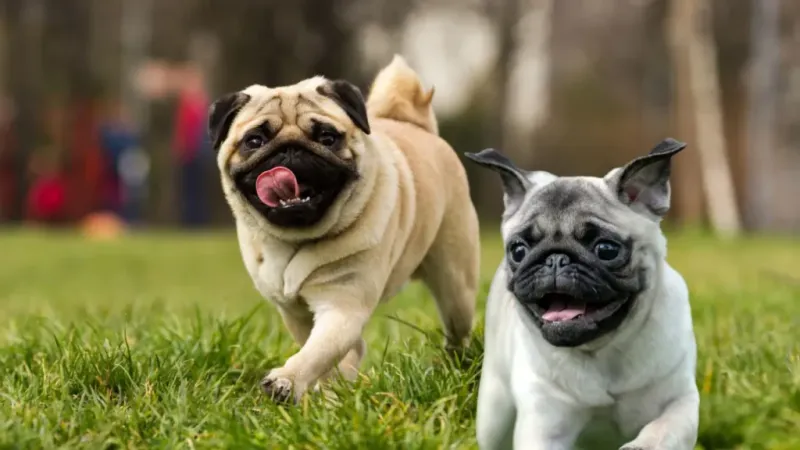 Pug