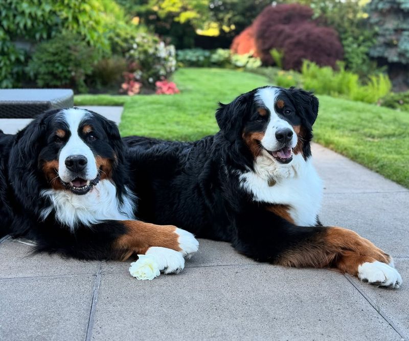 Bernese Mountain Dog