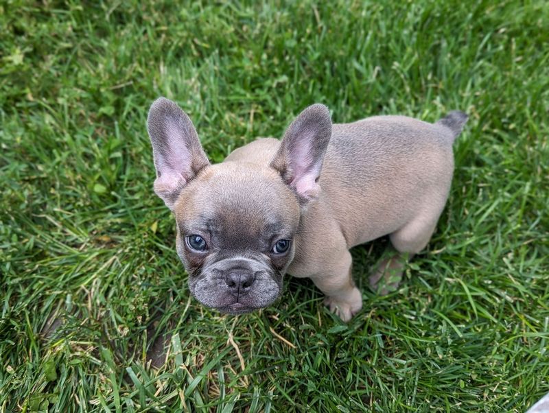 French Bulldog