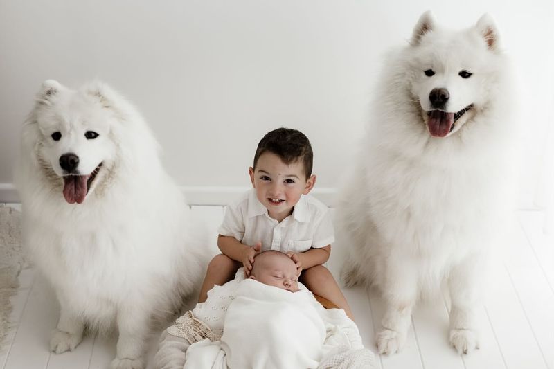 Samoyed