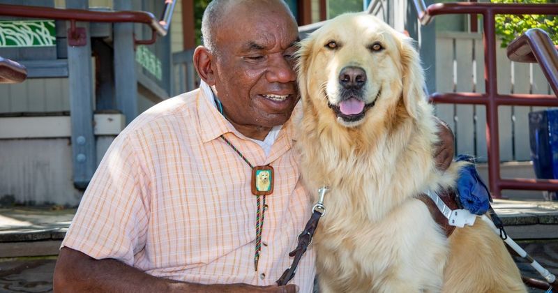 Golden Retriever