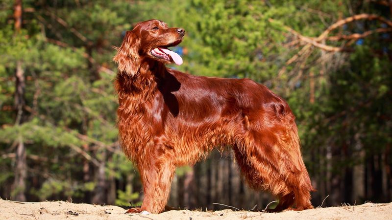 Irish Setter
