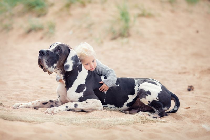 Great Dane