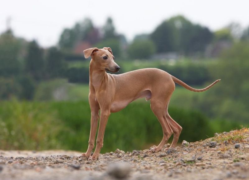 Italian Greyhound