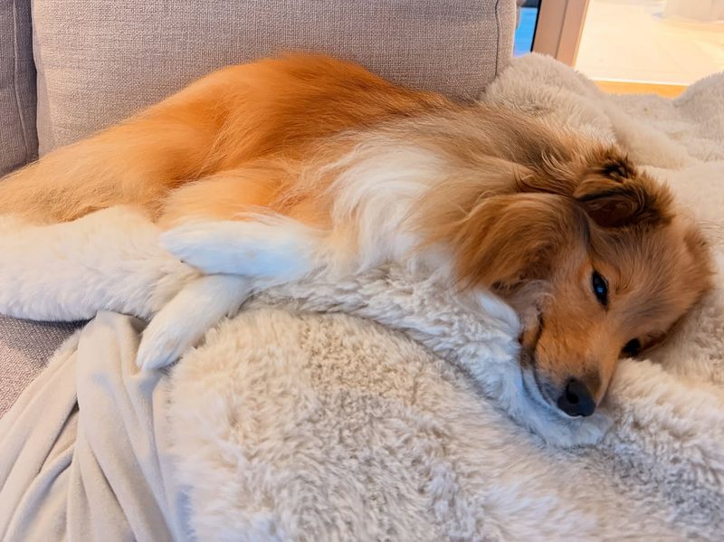 Shetland Sheepdog