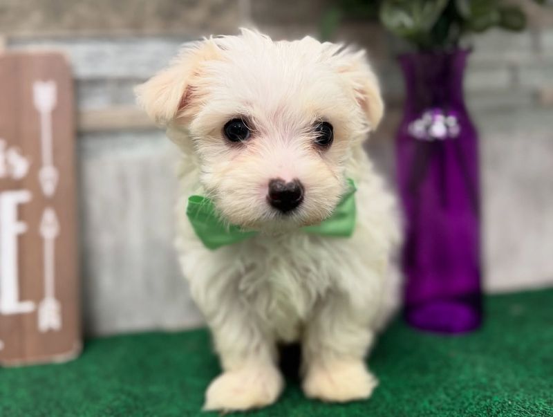 Maltese