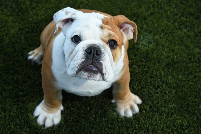 Bulldog