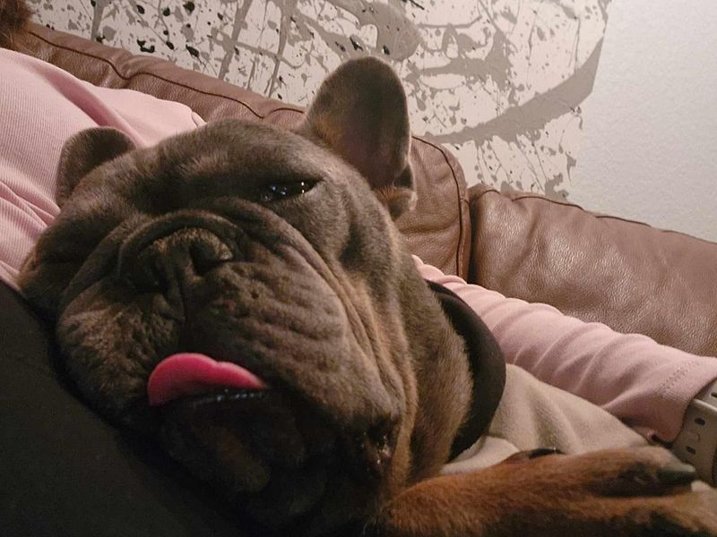 Bulldog