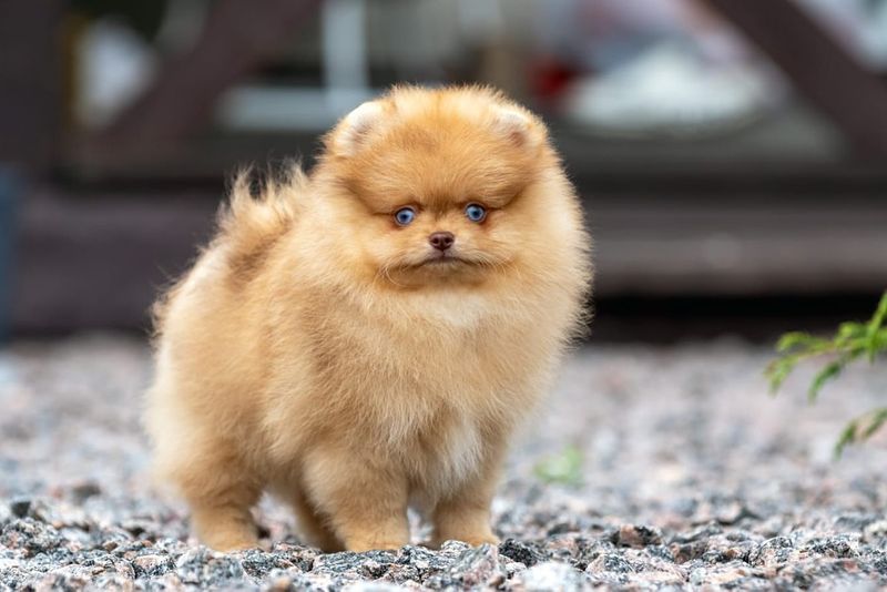 Pomeranian