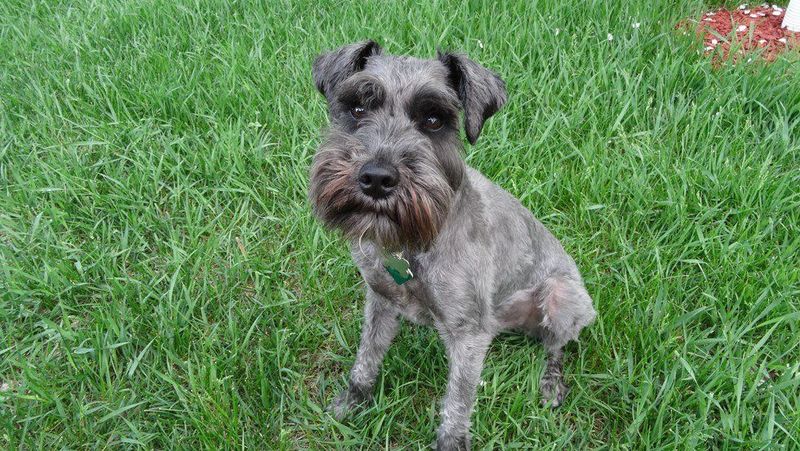 Miniature Schnauzer