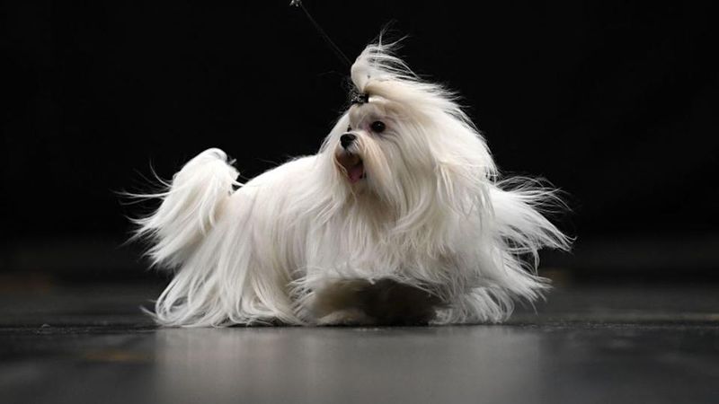Maltese
