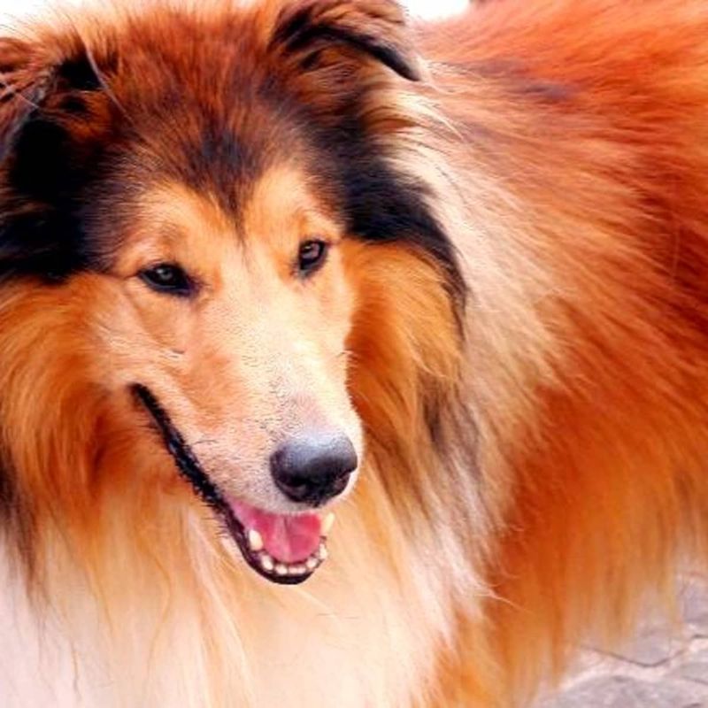 Collie