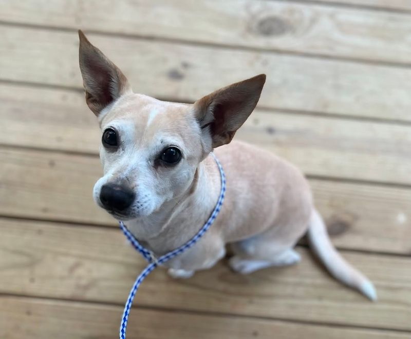 Chihuahua
