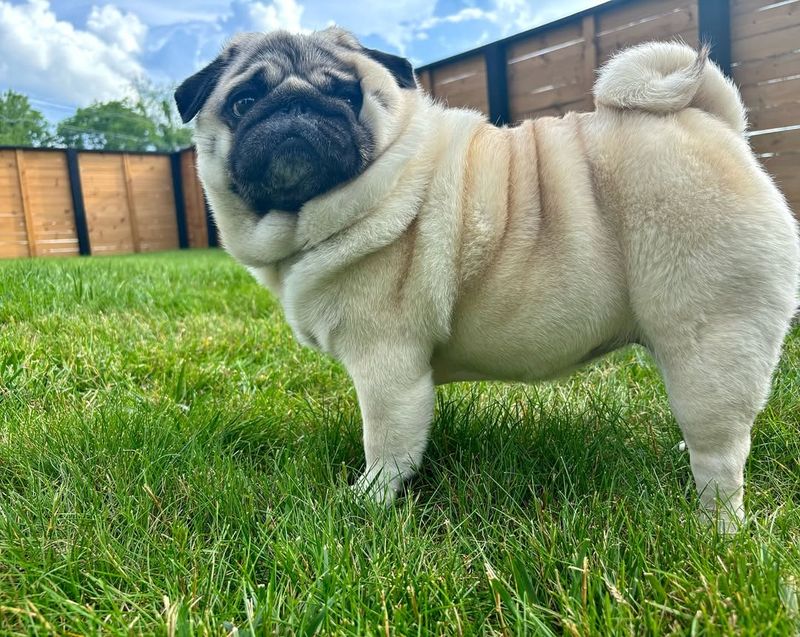 Pug