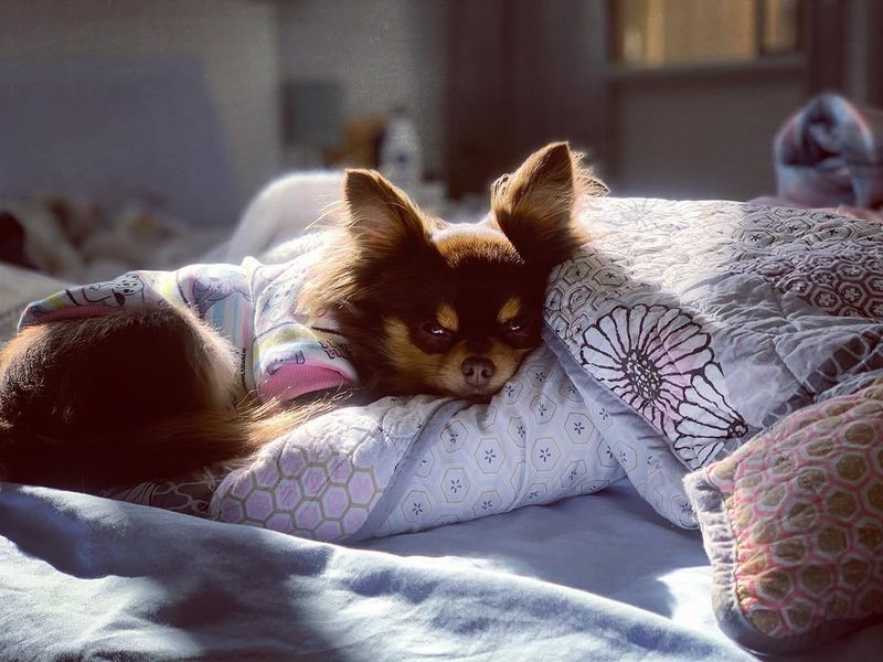 Chihuahua