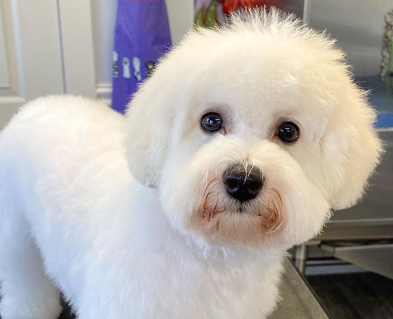 Bichon Frise