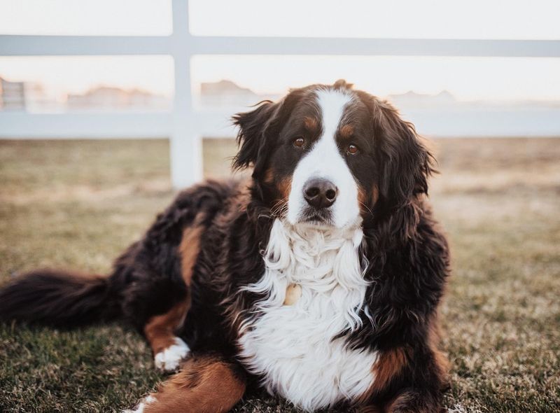 Bernese Mountain Dog