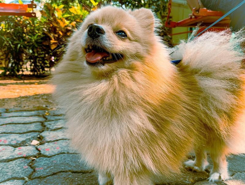 Pomeranian