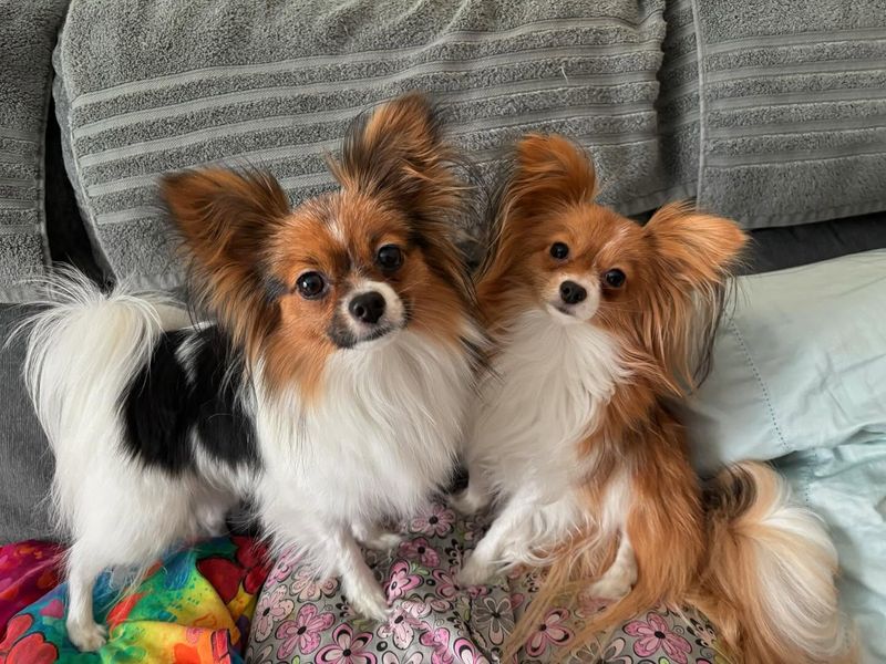 Papillon