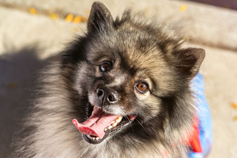 Keeshond
