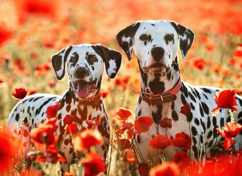 Dalmatian