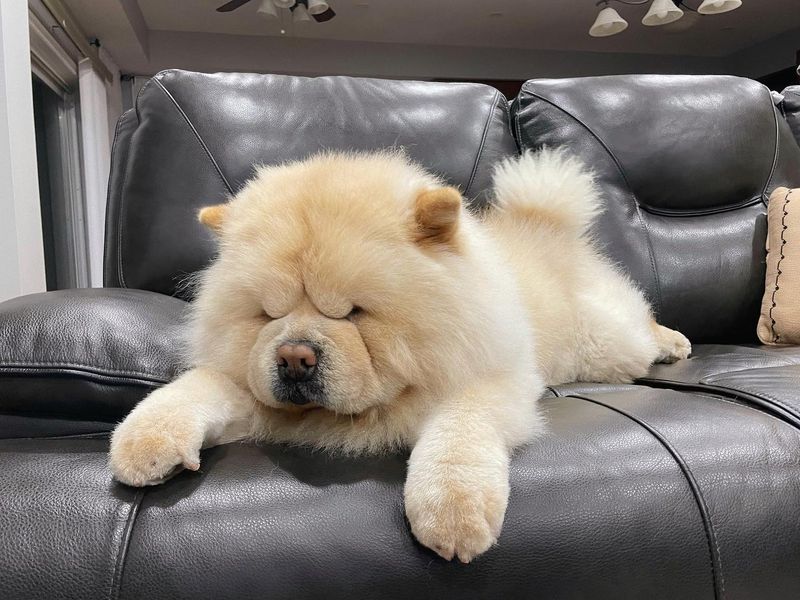 Chow Chow