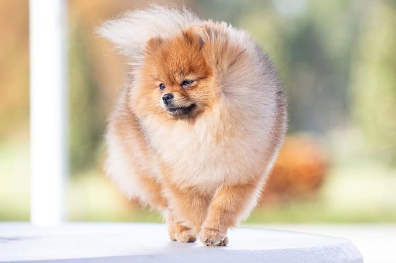 Pomeranian