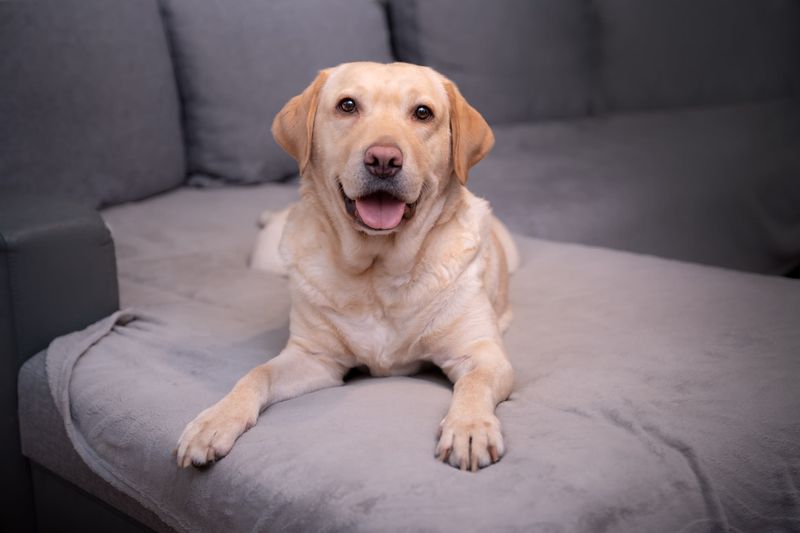 Labrador Retriever
