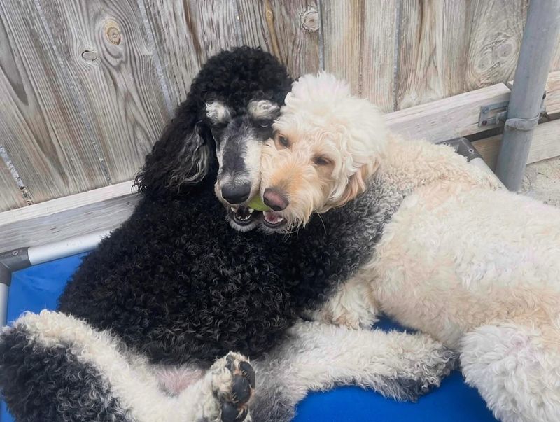 Poodle