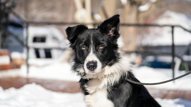 Border Collie