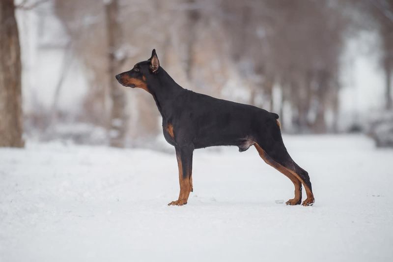 Doberman Pinscher