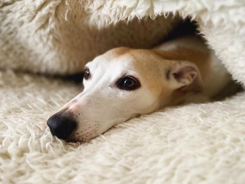 Whippet