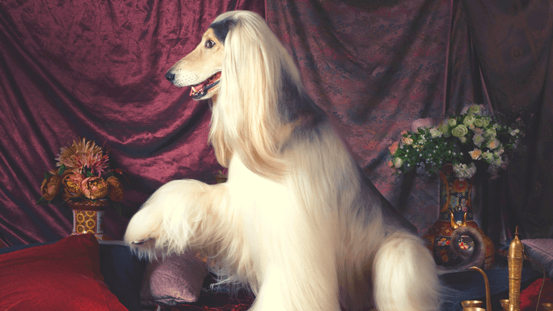 Afghan Hound