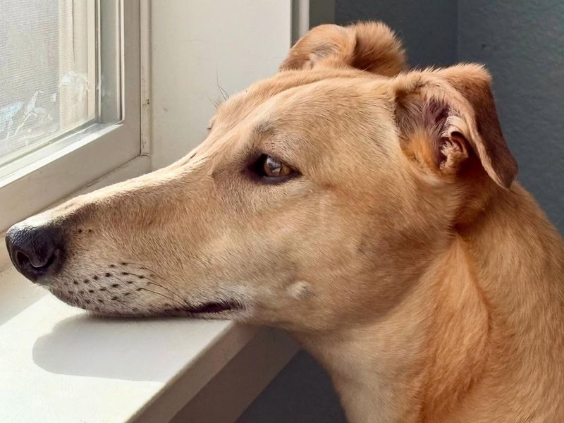 Greyhound