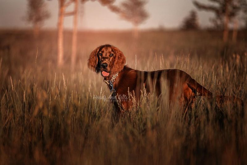 Irish Setter