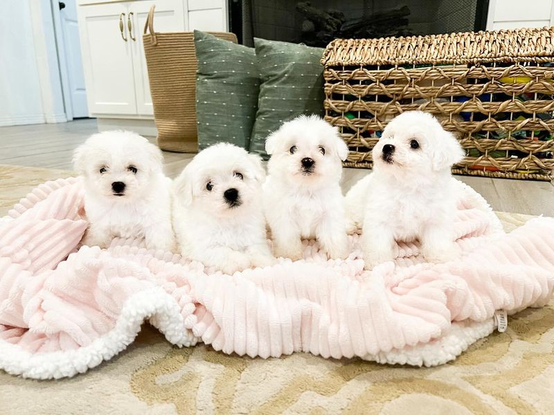 Bichon Frise
