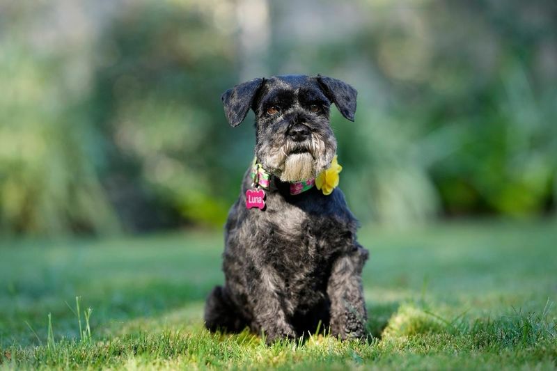 Miniature Schnauzer